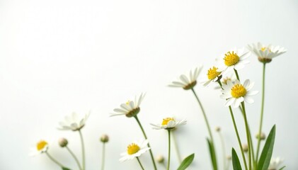 Delicate white wildflowers on pure white background, illustration, spring