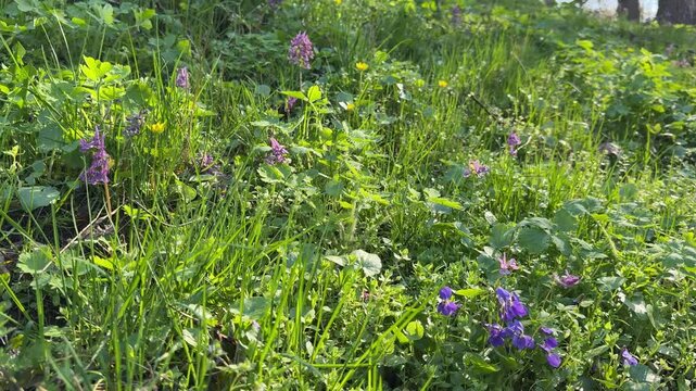 Wild flowers in the grass.
