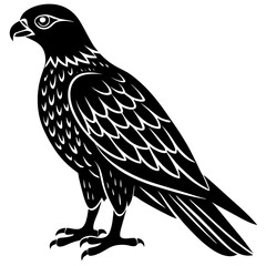 eagle on a white background