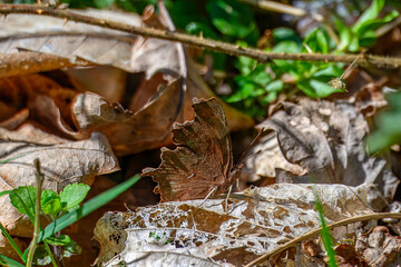 comma butterfly with prominent orange and dark brown dorsal wings resting on an autumn coloured oak leaf
