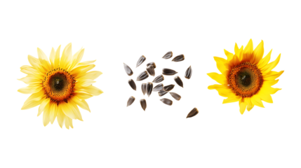 Two vibrant sunflower heads flank scattered black sunflower seeds presented as a concept for natural harvesting isolated on transparent