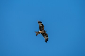 red kite a large bird of prey in flight