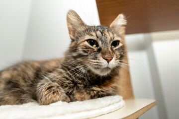 grey white cat laying, sleeping, relaxing on a soft cat's shelf of a cat's house, cat tower, cat tree on top indoors. a grey and white cat laying on top of a scratching post. pet ownership, pet friend