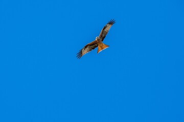 red kite a large bird of prey in flight