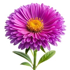 Fresh beautiful Aster isolated on white background 
