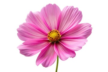 Close-up macro shot of a blooming pink cosmos flower, isolated on white, showcasing its delicate details.