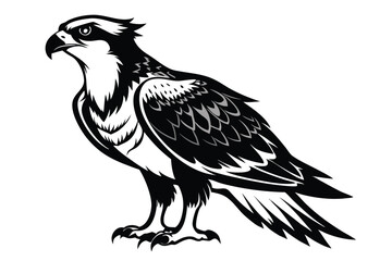 Eagle Detailed Black and White Osprey 