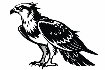 Majestic Osprey Detailed Black and White Bird of Prey