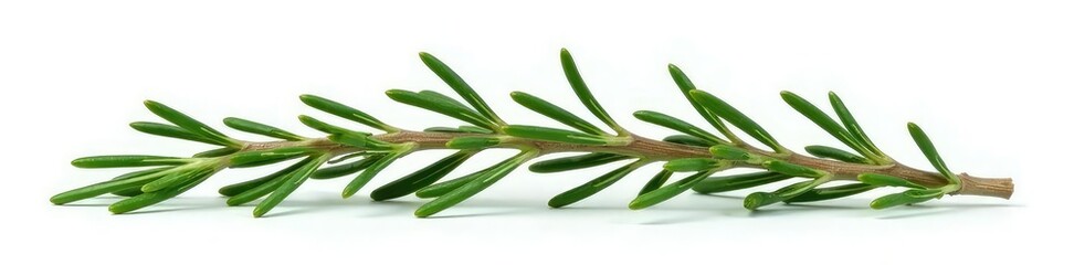 Fototapeta premium Isolated sprigs of wild rosemary on white background, fragrant, herbaceous, botanical