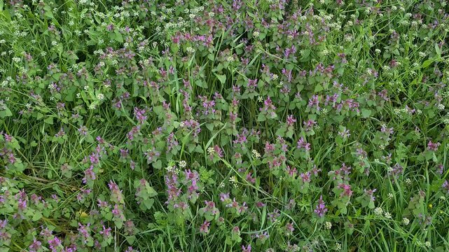 wild flowers and plants. nettle plant videos.