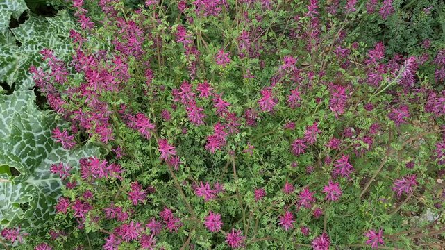 natural plants and flowers. videos of flowers growing in nature.