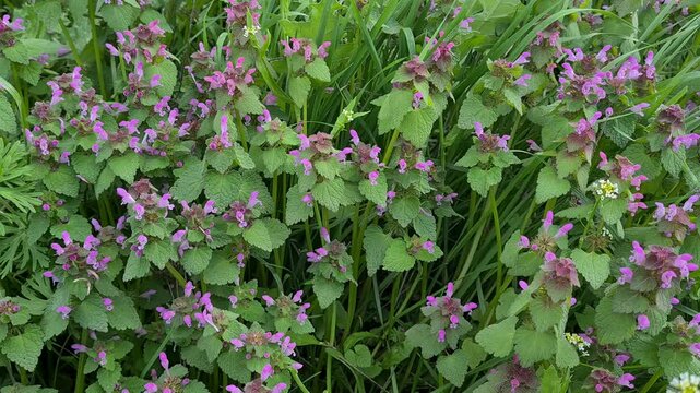 wild flowers and plants. nettle plant videos.