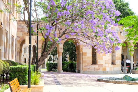 University of Queensland, UQ campus 