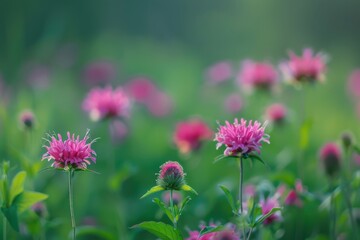 Obraz premium Pink wildflowers blooming in a lush green field during early morning light