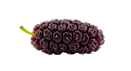 A close up shot of a dark purple mulberry fruit with a green stem against a black background studio shot