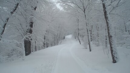 Snowy winter trail through forest, tranquil scene