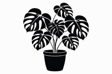 Black Monstera Plant in Pot, Houseplant with Detailed Leaves on White Background