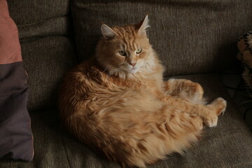 Mmaine coon orange cat  sleepy lying on the brown sofa  Cure pet relaxing and enjoying with beauty eyes. Natural emotion portrait in home interior in daylight. Closeup