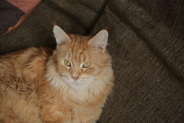 Mmaine coon orange cat  sleepy lying on the brown sofa  Cure pet relaxing and enjoying with beauty eyes. Natural emotion portrait in home interior in daylight. Closeup