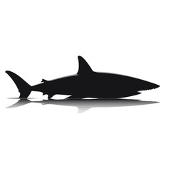 Obraz premium Black Shark Illustration