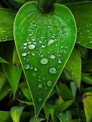 Gotas de agua en una hoja de cactus