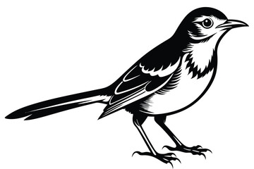 Obraz premium Mockingbird Silhouette 