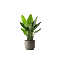 Strelitzia Nicolai in Grey Pot - Lush Indoor Plant