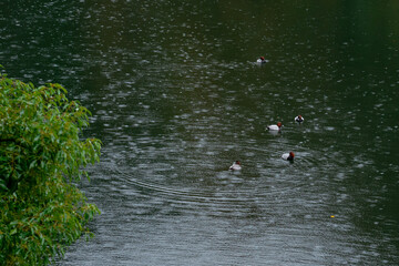 湖面を泳ぐ鴨