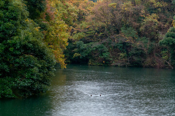 紅葉した木々と湖、湖面を泳ぐ鴨、鎌倉湖、散在ガ池