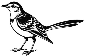 Mockingbird Detailed Art of Bird, 