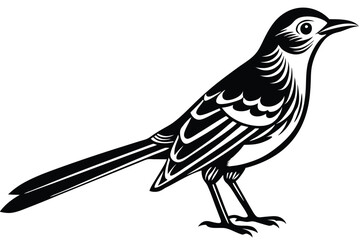 Black and White Mockingbird 
