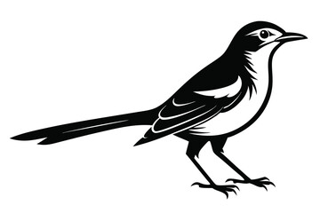 Minimalist Black and White Bird Illustration, Detailed Plumage, 