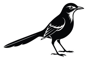 Isolated Black Mockingbird Standing Silhouette on White Background View