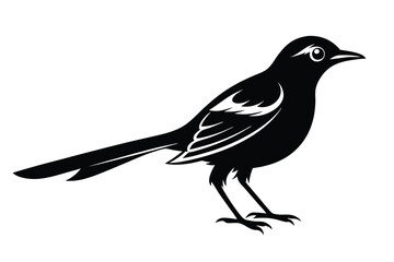 Detailed Silhouette Of A Magpie Isolated 