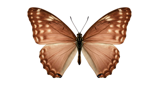 Isolated Brown Butterfly with Wings Open for Flying
