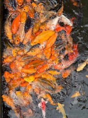 Fish in the Pond