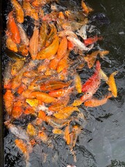 Fish in the Pond