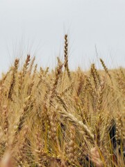 Expansive golden wheat fields under cloudy skies