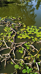 Water lilies and branches floating on blatna castle pond in czechia in august
