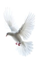 Obraz premium A beautiful white dove gracefully flying against a bright white background
