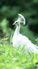 Obraz premium Elegant white peacock in lush green landscape symbol of beauty and grace