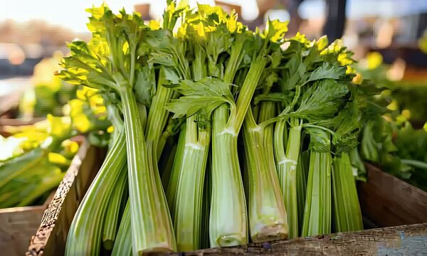 Fresh celery stalks in wooden crates