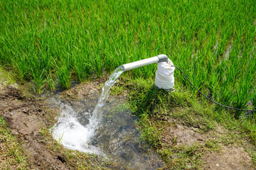 Irrigation of rice fields using pump wells with the technique of pumping water from the ground to...