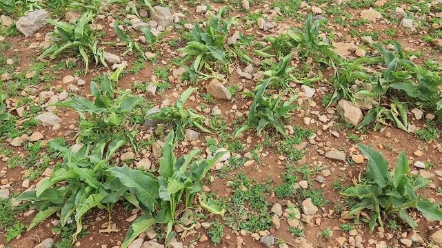 Italian arum (Arum italicum), with its vibrant green leaves, joins the exuberance and awakening of spring on the slopes of the Taurus Mountains, blending effortlessly into the natural beauty of season