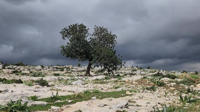 There is another tree on the slopes of the Taurus Mountains that endures the scorching summers as steadfastly as the humble carob tree, but it does not bear edible fruit like it.