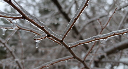 Ice-Coated Branches Winter's Frozen Embrace
