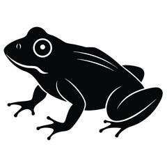 frog on white background