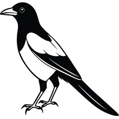 Black crow perched on a white branch with a silhouette of a bird and nature elements in a simple, cute illustration style