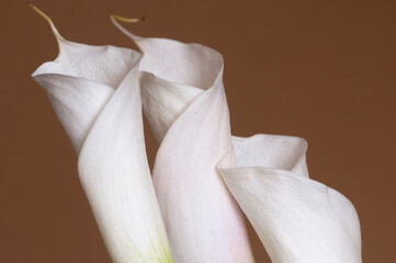 Calla lily flowers close up