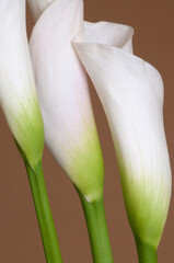 Calla lily flowers close up